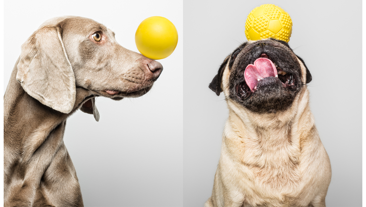 dog play pelotas para perro