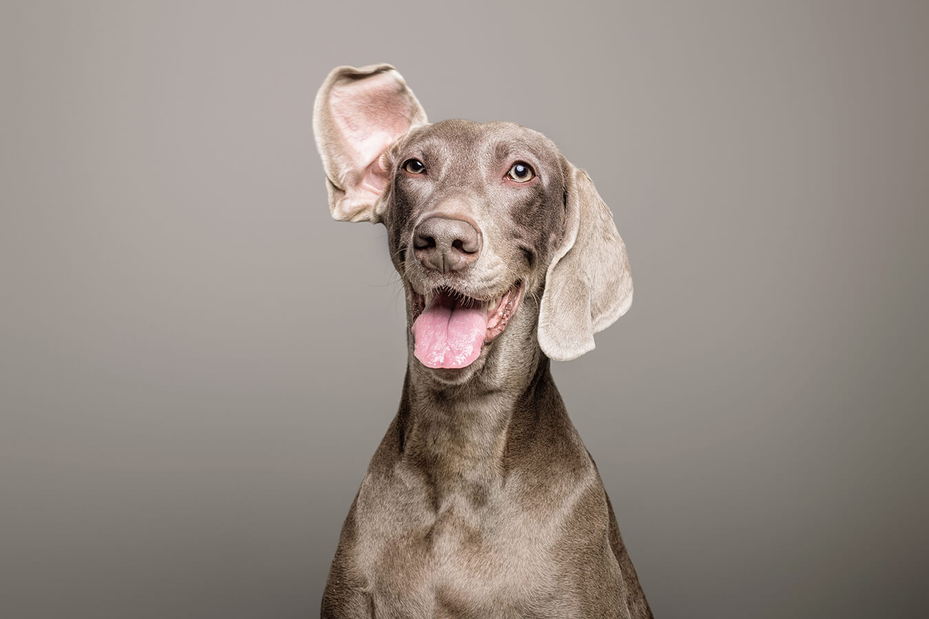 Fotógrafo de perros y gatos | Fotógrafo publicitario | Santos Román, image size:1350x900