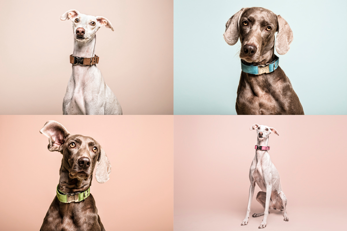 Galgo-&-Weimaraner-mahera-dogs