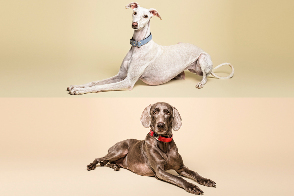 Galgo y Weimaraner Mahera Dog Collar