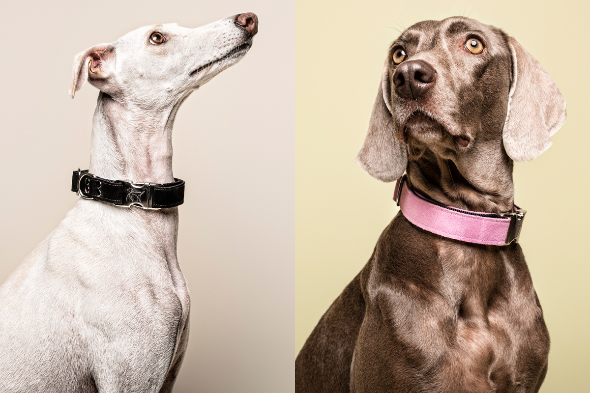 Galgo y Weimaraner Mahera Dog Collar