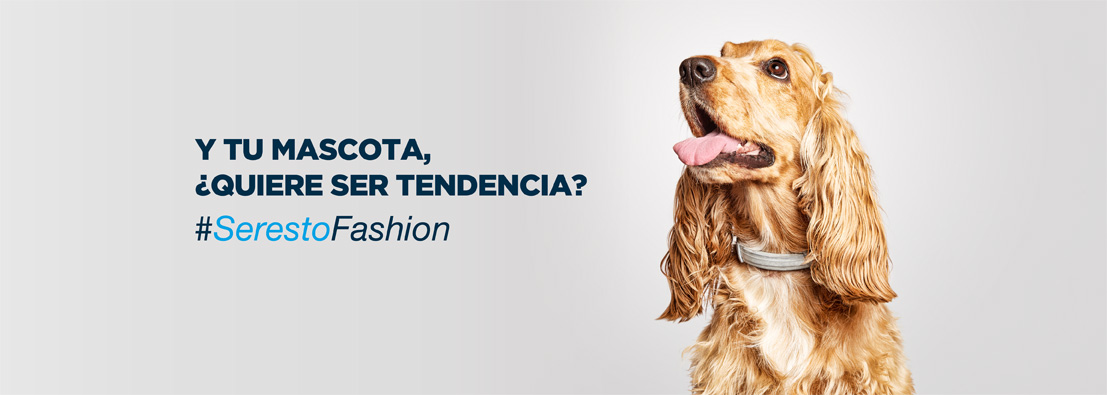 fotógrafo de perros para Seresto de Bayer Seresto Fashion