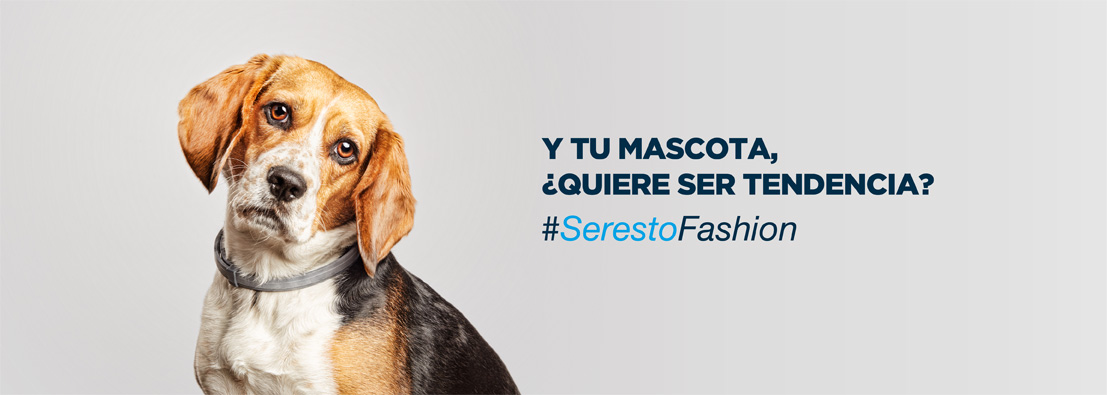 fotógrafo de perros para Seresto de Bayer