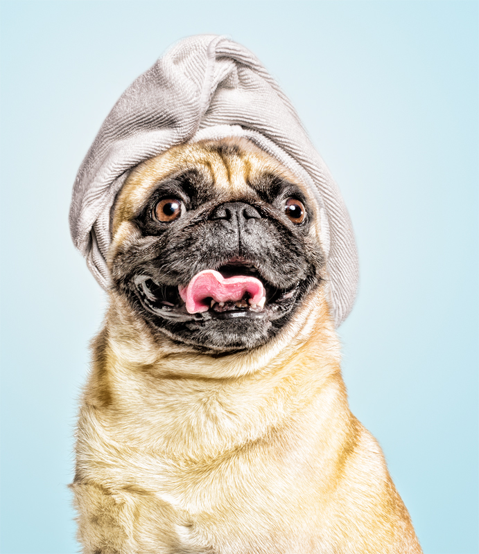 fotografo de perros carlino con toalla para Gloria Pets