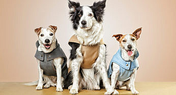 Casting de mascotas