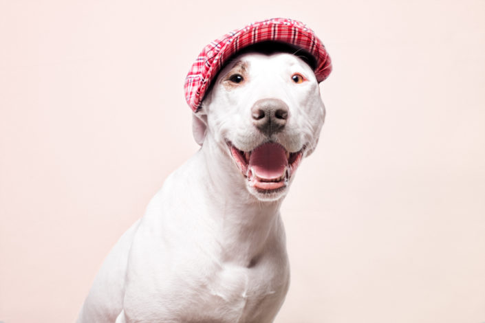 American Stafford con gorra. Fotógrafo de perros Santos Román.