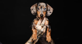 vela delicadeza biografía Casting de mascotas | Santos Román Studio | Fotógrafo de perros y gatos.