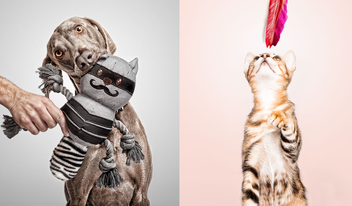 Adiestrador de perros y gatos