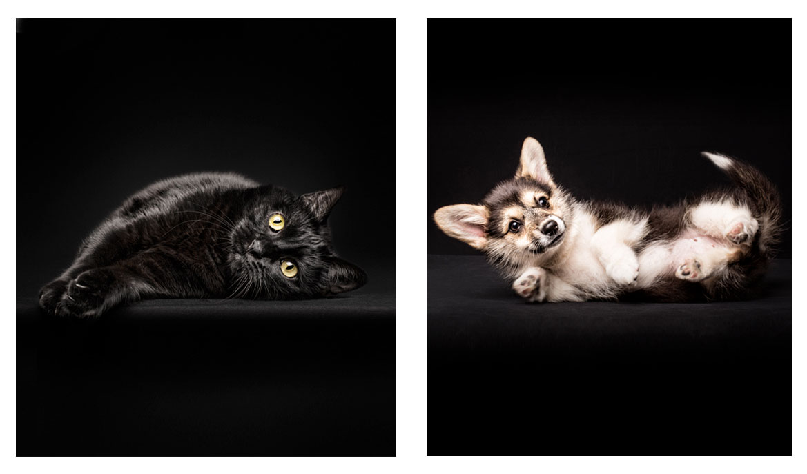 perros y gatos en estudio fotográfico