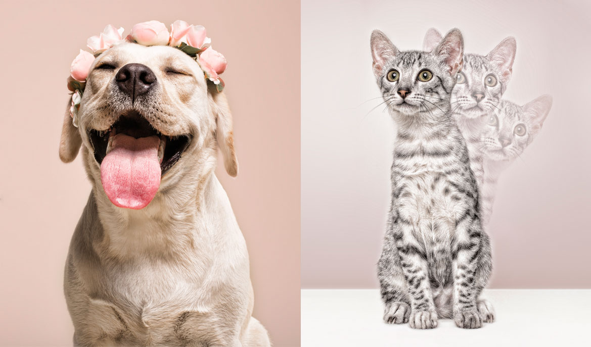 Fotógrafo de perros y gatos