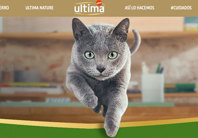 Ultima gato esterilizado