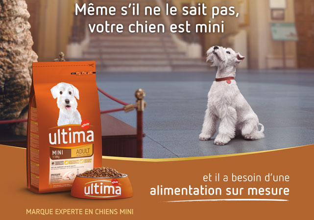 Ultima perro mini