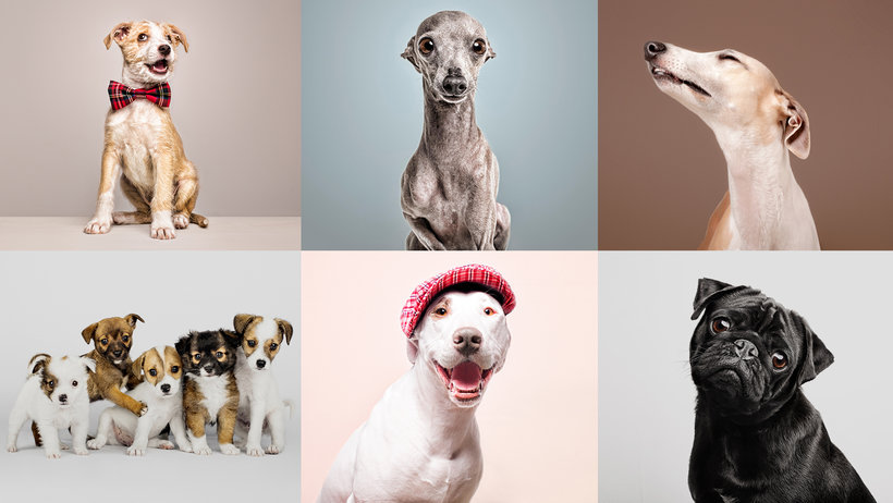 curso fotografía de mascotas