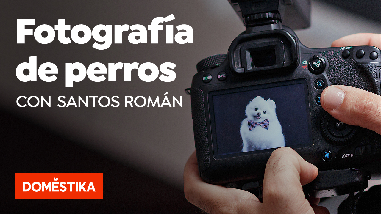 fotografía de perros con Santos Román