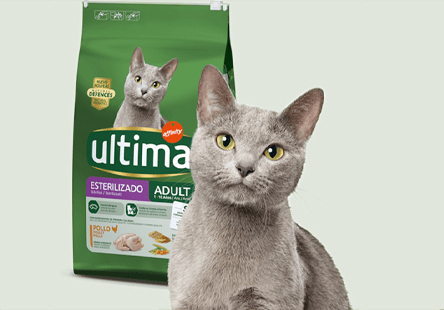 Ultima | Gato