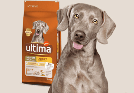 Ultima | Perro