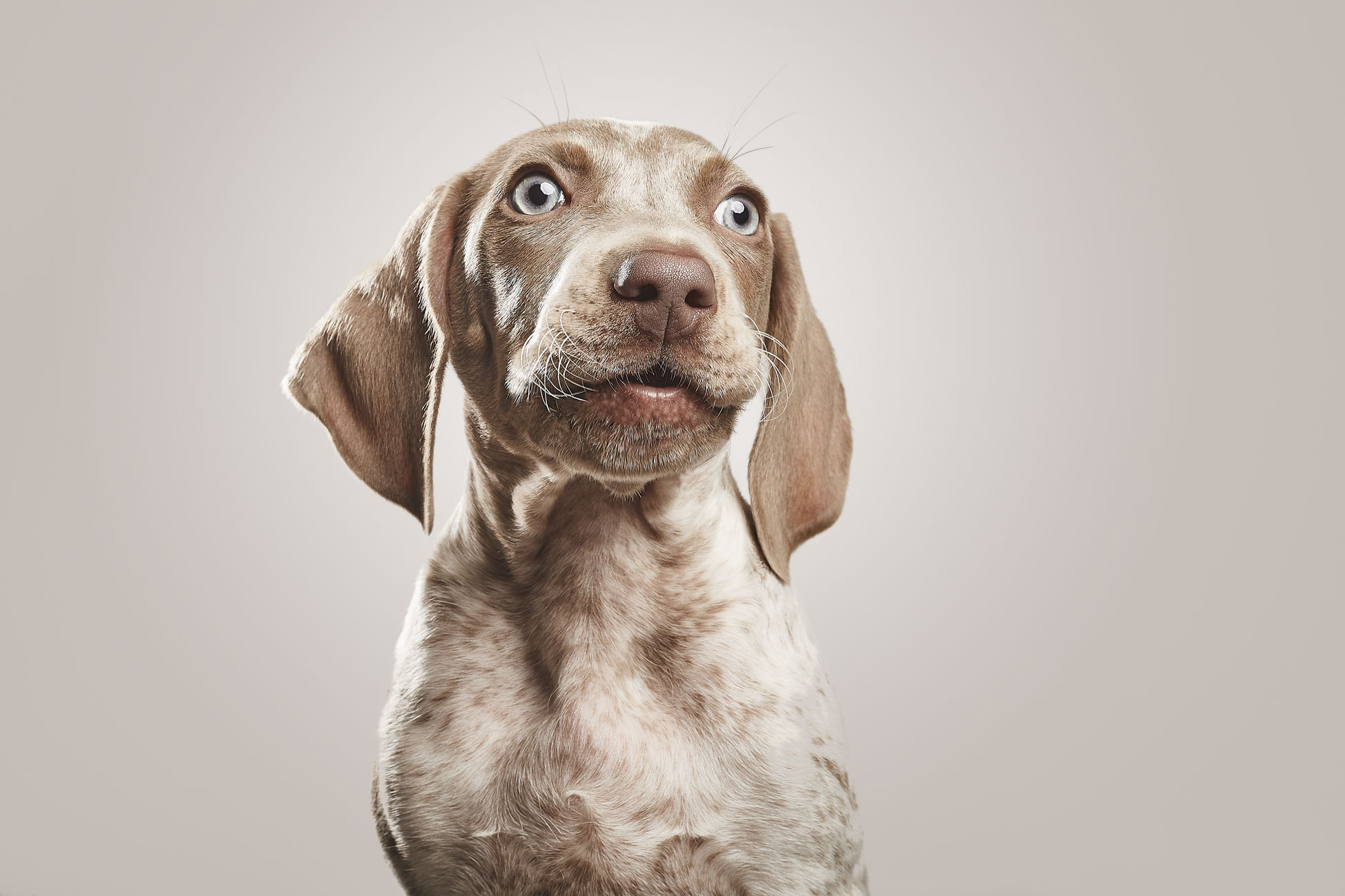 Perro-de-terapias-Piebald-Weimaraner