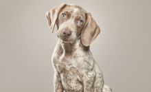 perro-de-terapias-Braco-de-Weimar