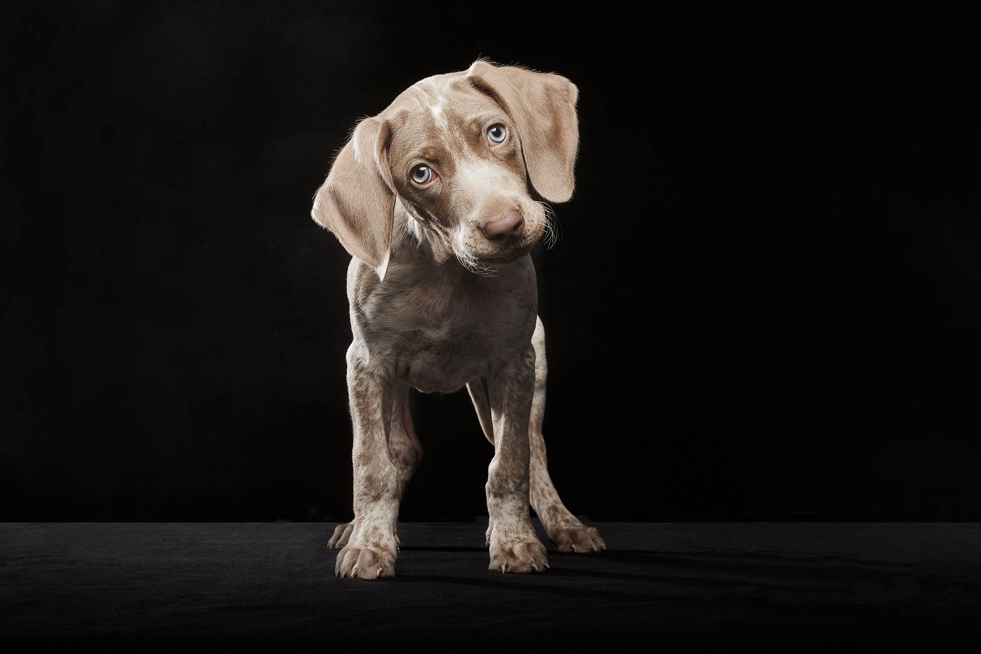 terapias-asistidas-con-perros-Braco-de-Weimer