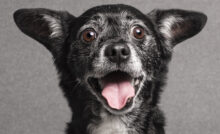 Día Mundial del Perro Adoptado