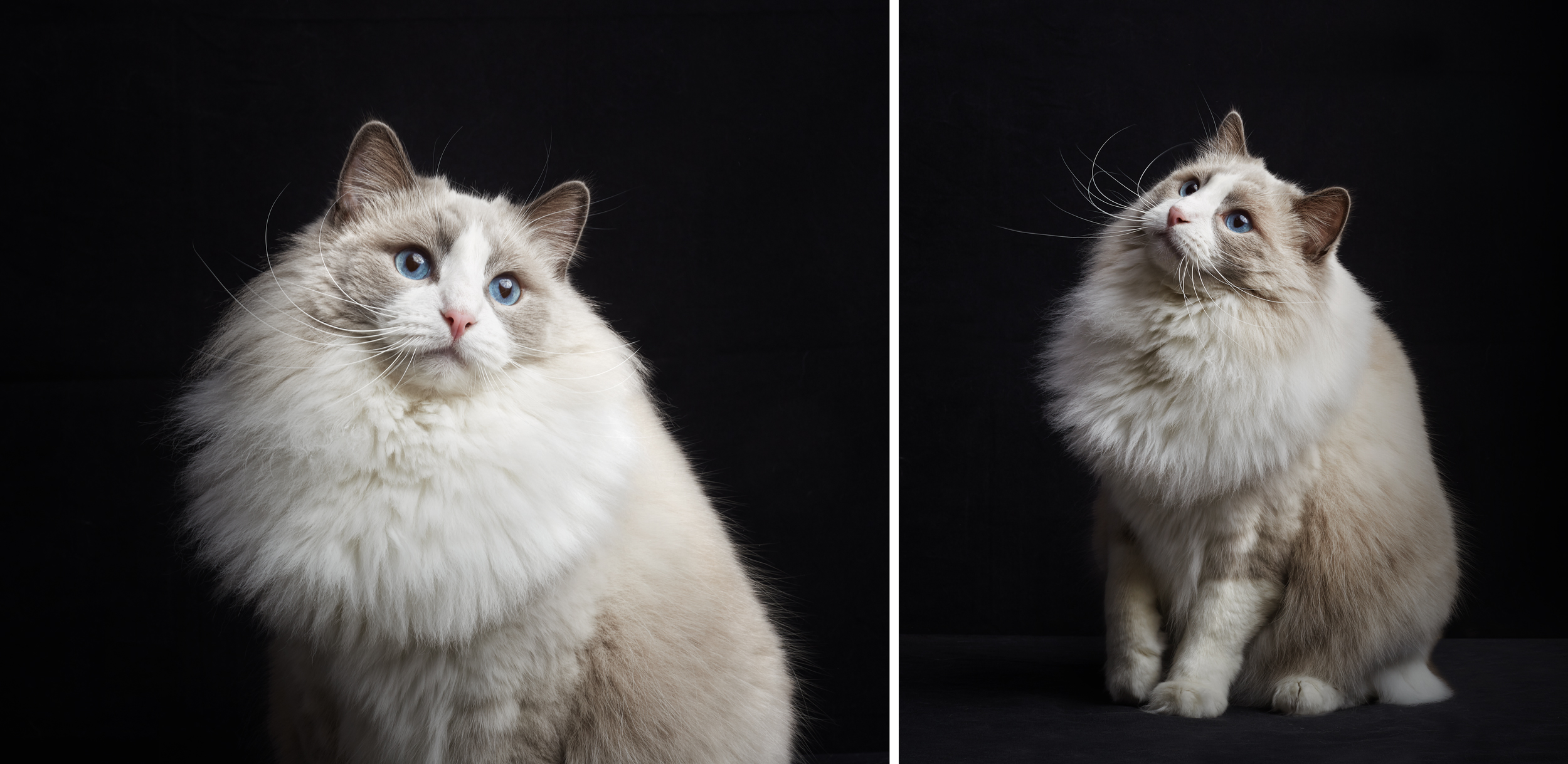 gato Ragdoll fondo negro