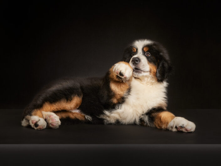 cachorro-boyero-de-berna