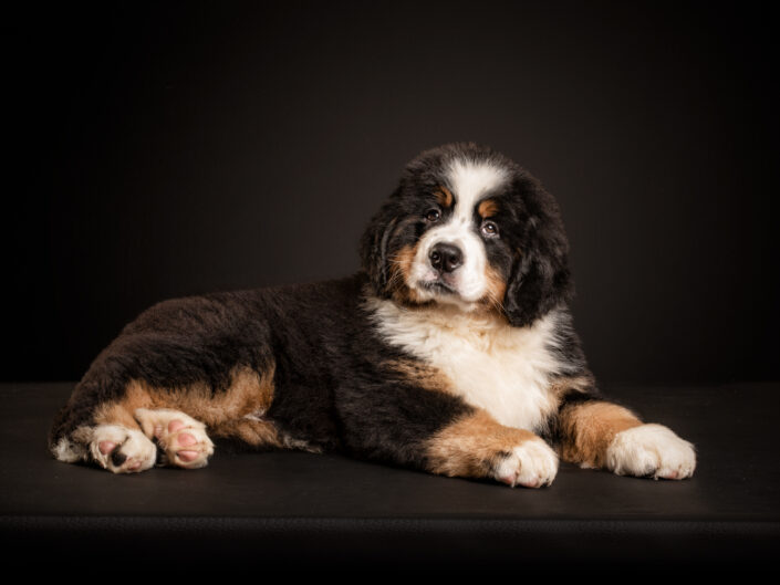 cachorro-boyero-de-berna-tumbado