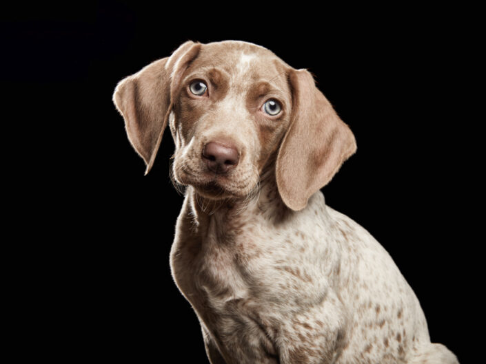 cachorro braco de weimar piebald