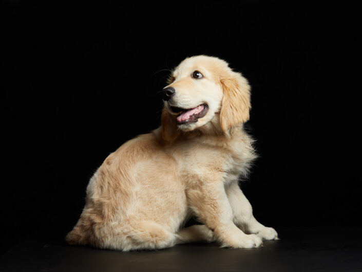 cachorro de golden retriever