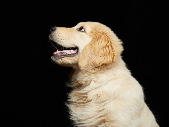 cachorro de golden retriever