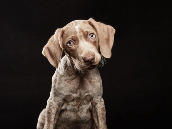 cachorro braco de weimar piebald