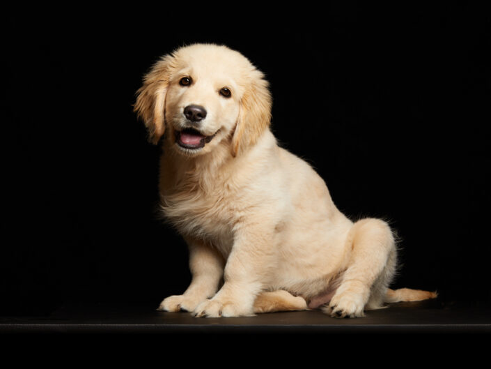 cachorro de golden retriever