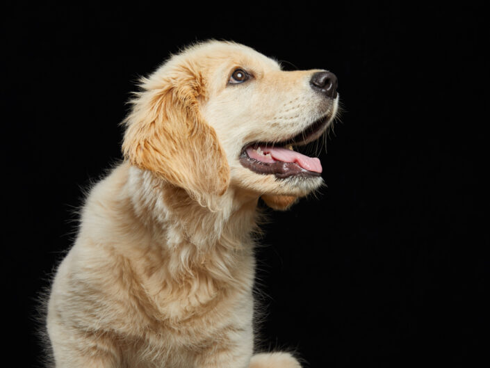 cachorro de golden retriever