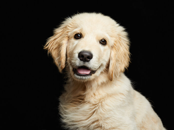 cachorro de golden retriever