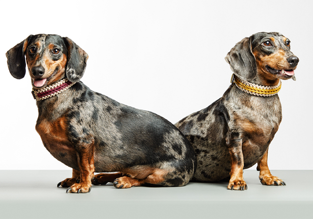 Mila & Coco Premium dog accessories